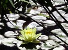 Lily Pad