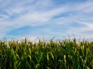 Corn field
