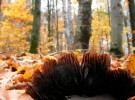 Détail de champignon et forêt - Mushroom detail and forest