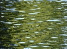 green reflection...