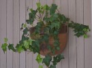 Plant On Wall