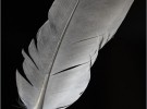 Feather Study
