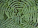 Ferns