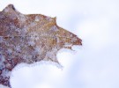 Flakes on leaf