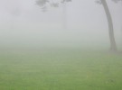 morning fog