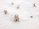 grass in snow