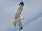 Gull in sky