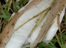 Ice Cotton