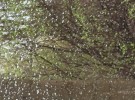 spring  rain