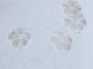 Tracks in snow