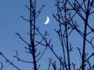 crescent moon
