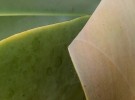Agave Leaves.