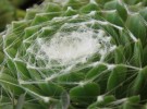Webbed Cactus