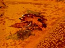leaves in rusty water