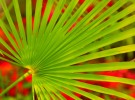 Palm Frond