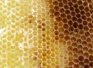 honeycomb