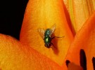 fly on flower