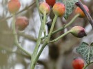 winterly rose buds