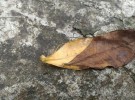 Leaf never leave