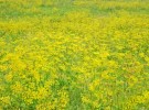 Yellow field