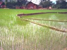 Vietnamese Field