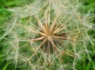 Dandilion
