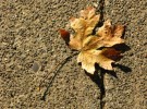 Leaf on Street