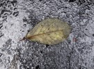 Wet Leaf & Asphalt